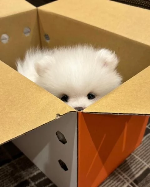 Cucciolo di Pomerania di razza pura giocherellone e affettuoso | Foto 0