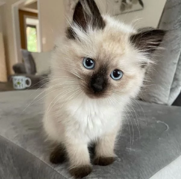 Gattini Ragdoll di 8 settimane pronti per una nuova casa | Foto 1