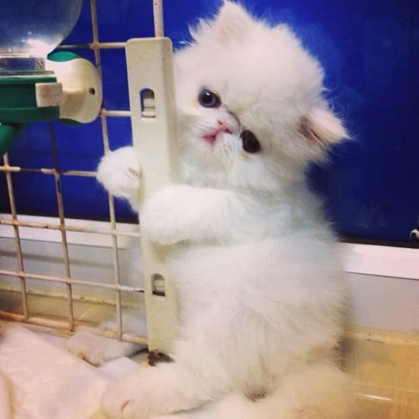 Gattini Ragdoll di 8 settimane pronti per una nuova casa | Foto 0