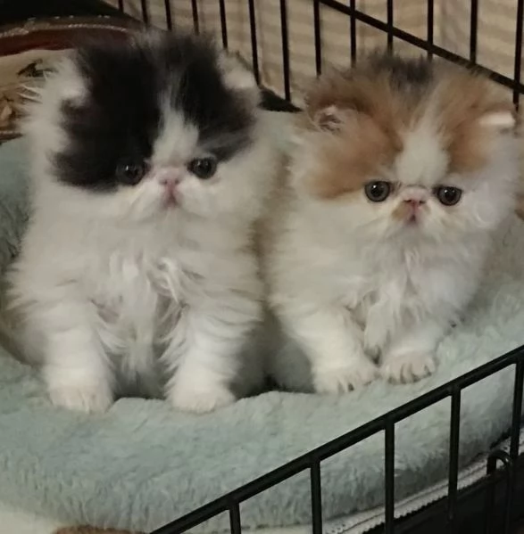 Gattini Ragdoll di 8 settimane pronti per una nuova casa