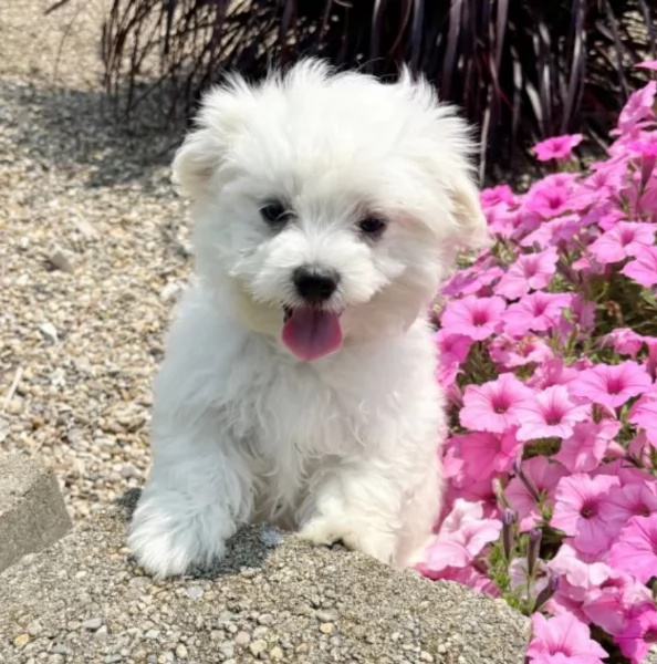 disponibili cuccioli di razza maltese | Foto 0