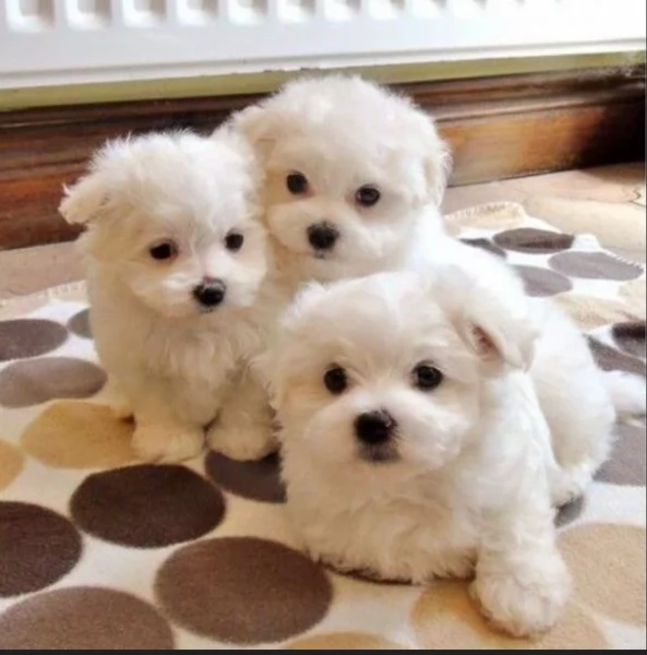 disponibili cuccioli di razza maltese