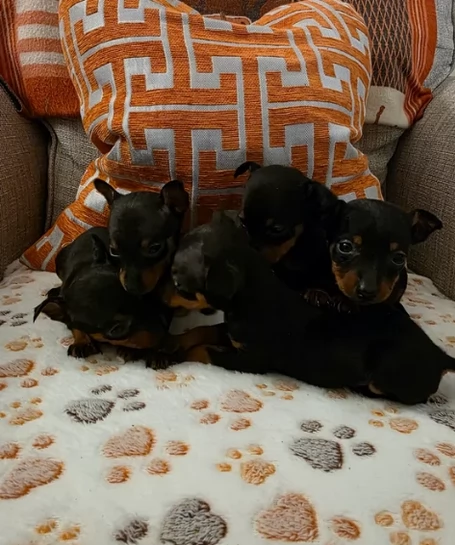 meravigliosi volpino pinscher  per adozione