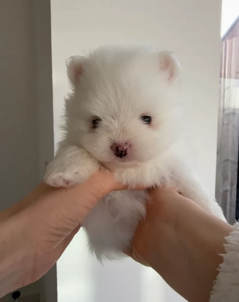 Regalo meravigliosi Volpino Pomerania per adozione | Foto 3