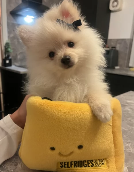 Regalo meravigliosi Volpino Pomerania per adozione | Foto 3