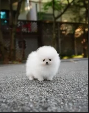 Regalo meravigliosi Volpino Pomerania per adozione | Foto 1