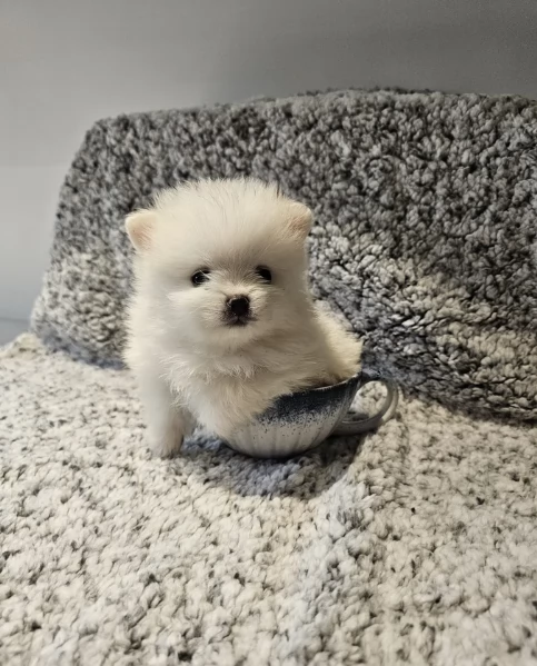 Regalo meravigliosi Volpino Pomerania per adozione | Foto 0