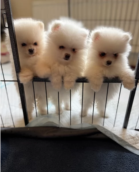 Regalo meravigliosi Volpino Pomerania per adozione | Foto 1