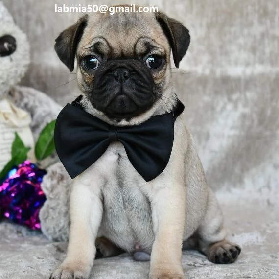  Regalo Bianchi cuccioli di carlino Cuccioli di carlino molto belli Maschi e femmine I cuccioli s