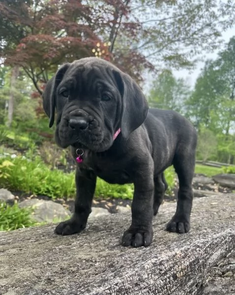 12 weeks old cane corso available  | Foto 2