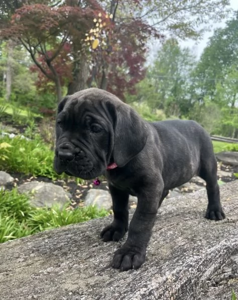12 weeks old cane corso available  | Foto 1