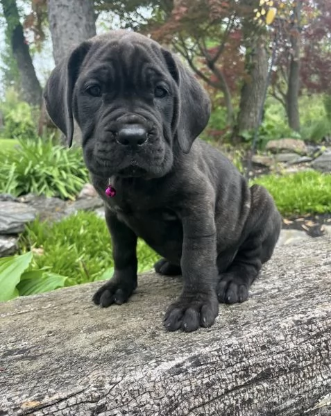 12 weeks old cane corso available  | Foto 0