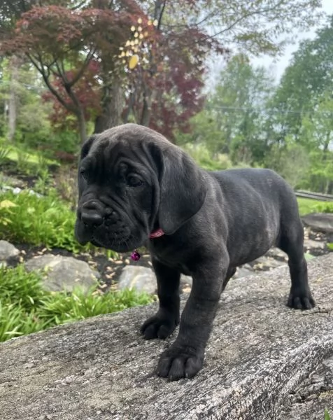 12 weeks old cane corso available 