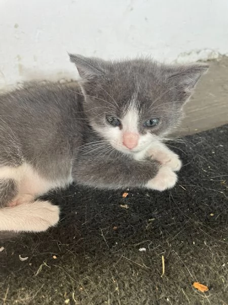 Regalo gattino 