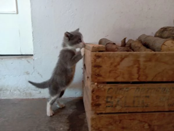 Regalo gattino  | Foto 1