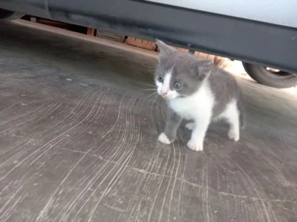 Regalo gattino  | Foto 0