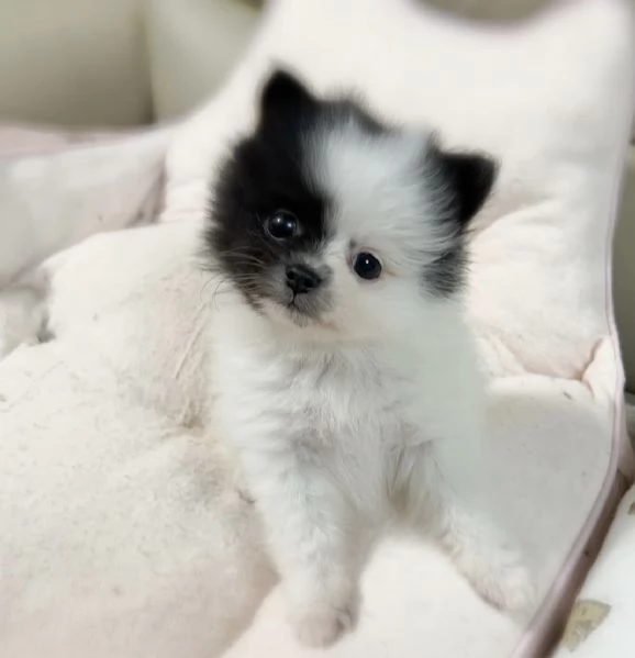 Cuccioli di Pomerania maschi e femmine con il muso soffice e peloso disponibili per ladozione | Foto 2