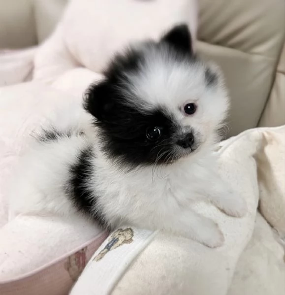 Cuccioli di Pomerania maschi e femmine con il muso soffice e peloso disponibili per ladozione | Foto 1