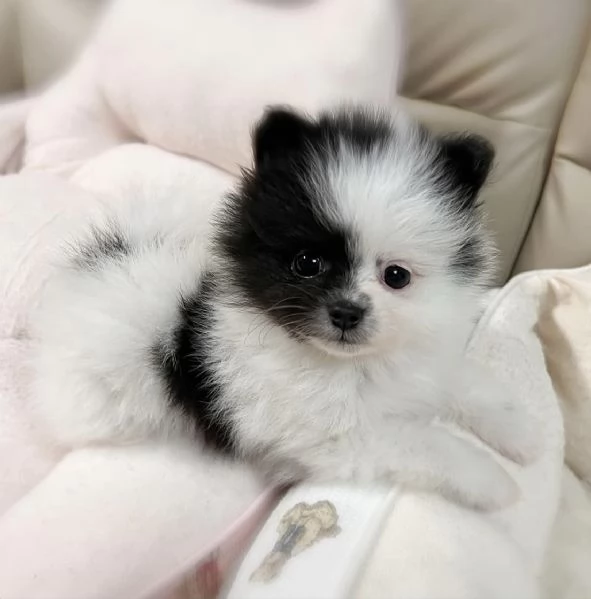 Cuccioli di Pomerania maschi e femmine con il muso soffice e peloso disponibili per ladozione | Foto 0