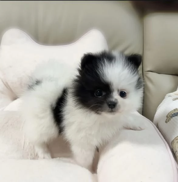 Cuccioli di Pomerania maschi e femmine con il muso soffice e peloso disponibili per ladozione