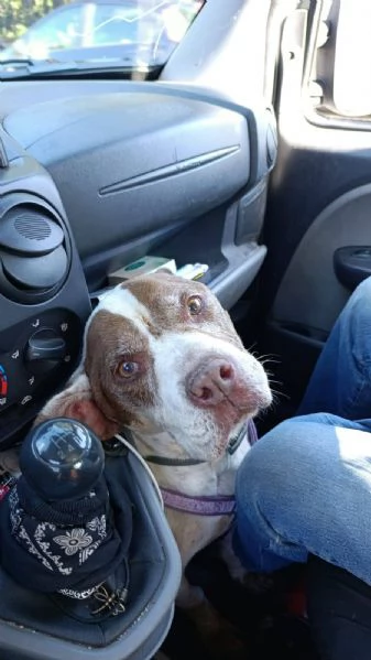 Perla