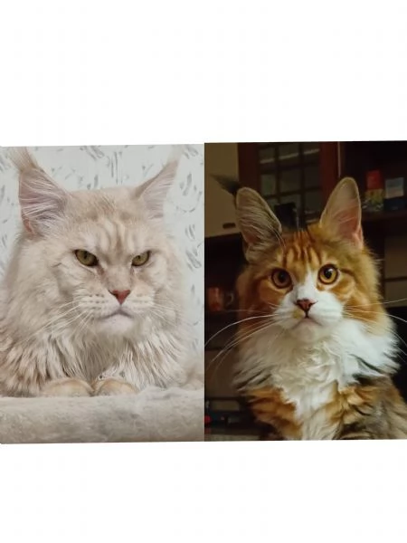 Cuccioli di Maine Coon