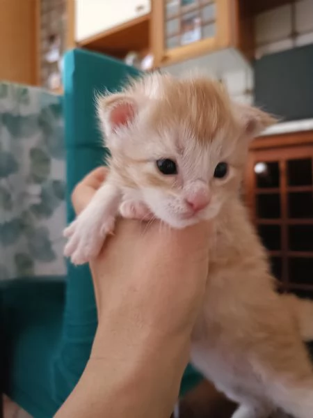 Cuccioli di Maine Coon | Foto 3