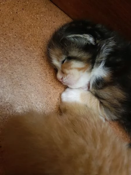 Cuccioli di Maine Coon | Foto 2