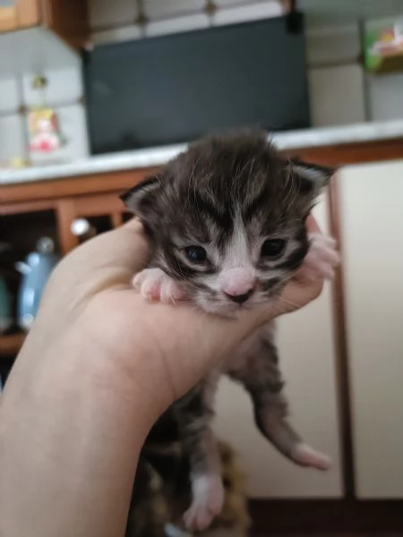 Cuccioli di Maine Coon | Foto 1