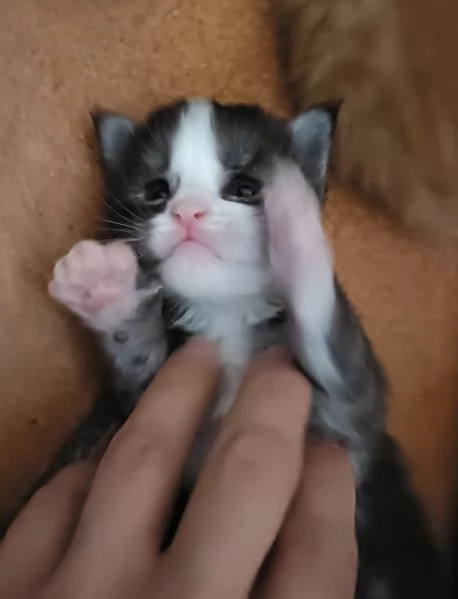Cuccioli di Maine Coon | Foto 0