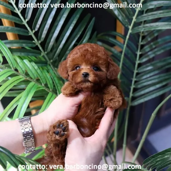 Cuccioli di barboncino nano disponibili con microchip vaccinati sverminati e con pedigree enci  c