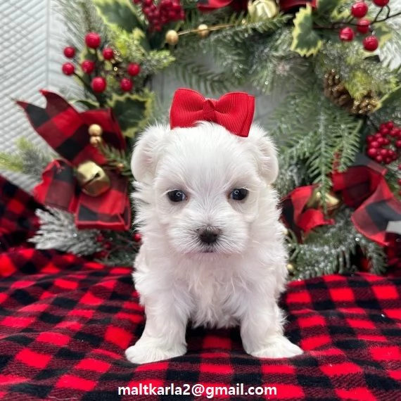  maltese CUCCIOLI MASCHIO E FEMMINA bellissimi cuccioli di maltese maschio e femmina si consegna
