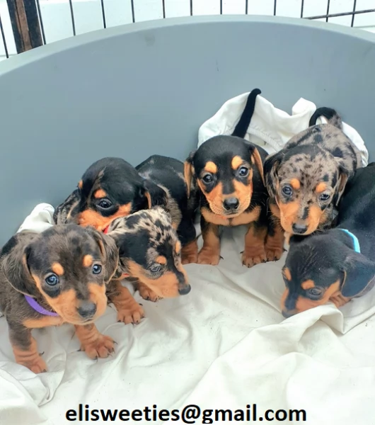  adorabili cuccioli bassotto femminucce e maschietti disponibili i cuccioli sono vaccinati sverminat
