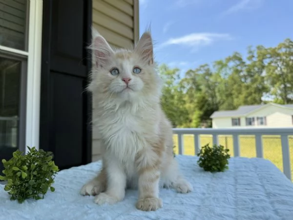 Cuccioli di Maine coon | Foto 0