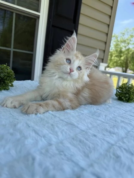 Cuccioli di Maine coon