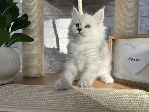 Gatti maine coon | Foto 0