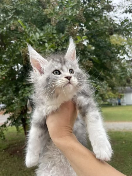 Gatti maine coon