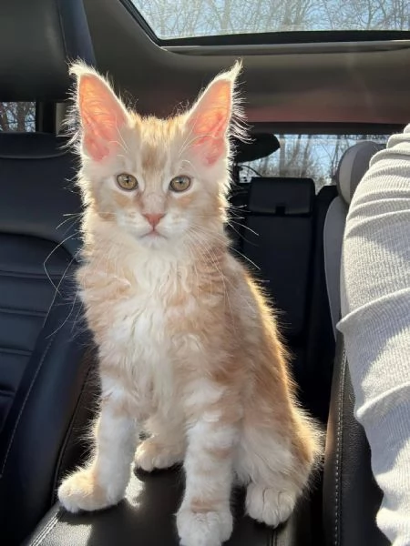 Cuccioli gatti Maine Coon | Foto 0