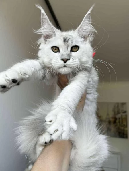 Cuccioli gatti Maine Coon