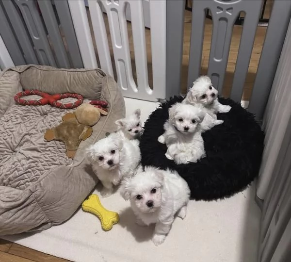 Maltese Cani  | Foto 0