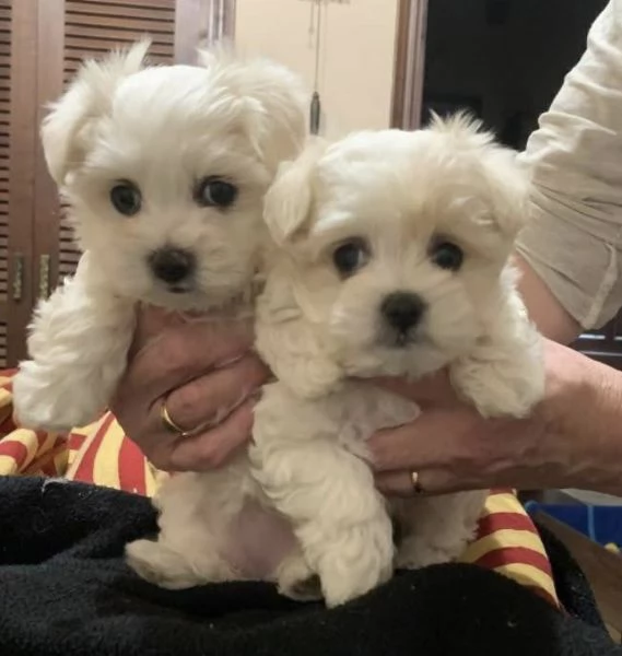 Maltese Cani 