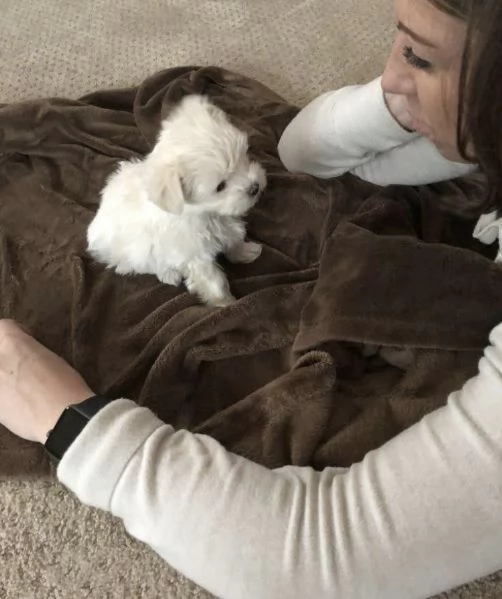 Maltese  | Foto 0