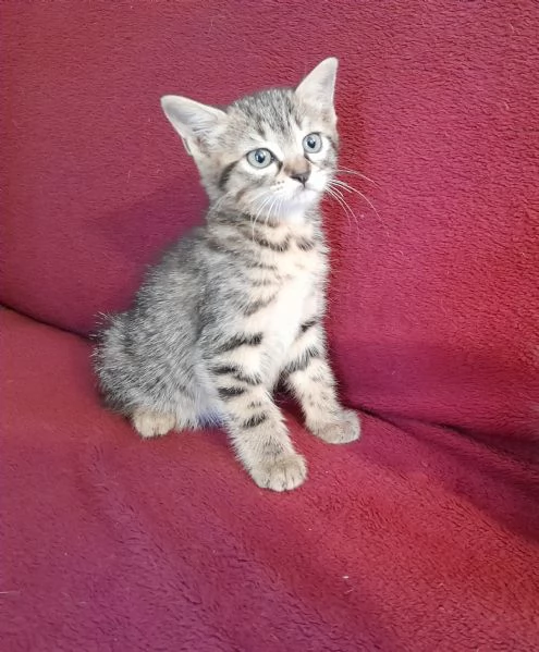 Gattine | Foto 1