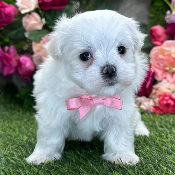 Maltese | Foto 0