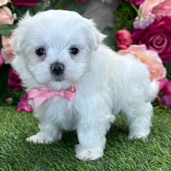 Maltese