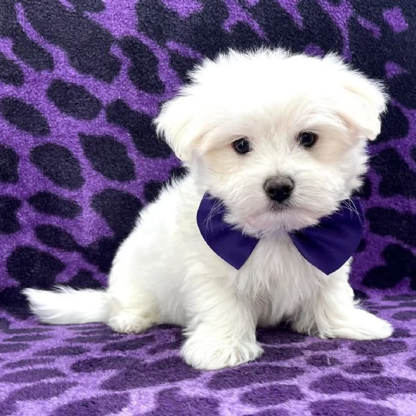 Maltese  | Foto 0