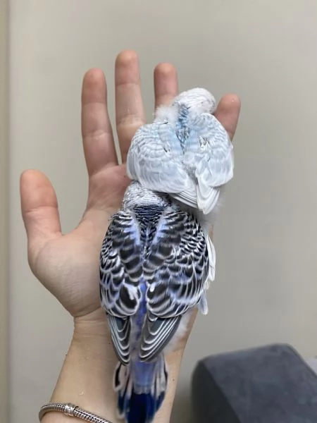 Cocorita ALLEVATA A MANO | Foto 5