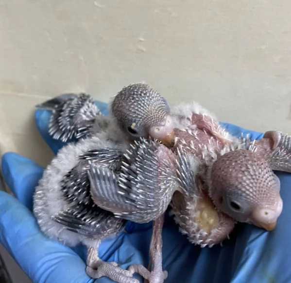 Cocorita ALLEVATA A MANO | Foto 4