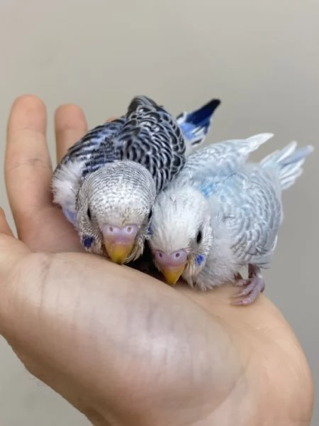 Cocorita ALLEVATA A MANO | Foto 3