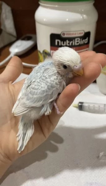 Cocorita ALLEVATA A MANO | Foto 0